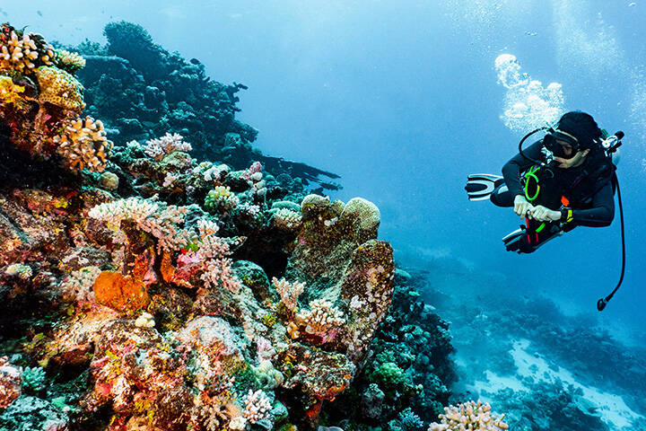 Scuba diver exploring coral at the Great Barrier Reef