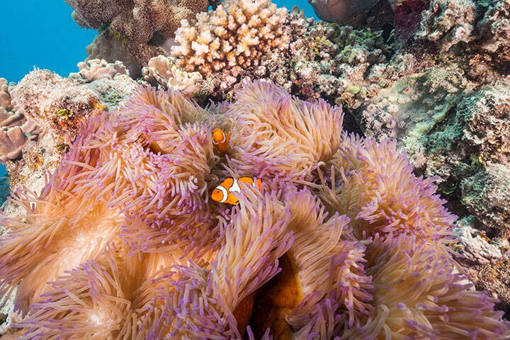 Nemo the clownfish in its sea anemone home on the Great Barrier Reef