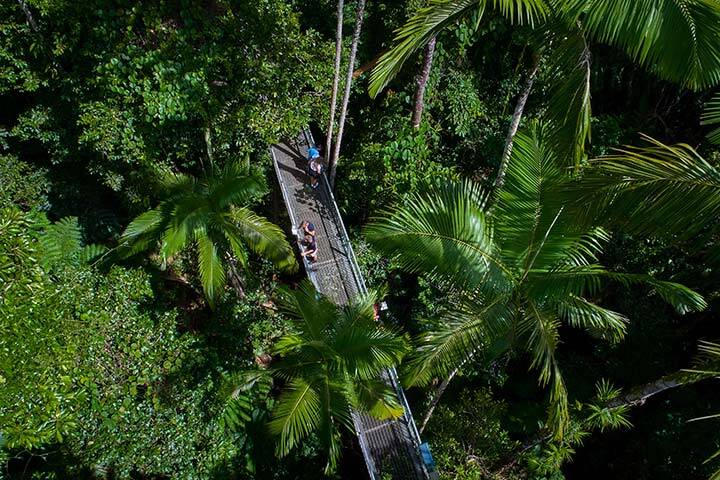 Aerial view of Treetop Aerial Walkway at Daintree Discovery Centre