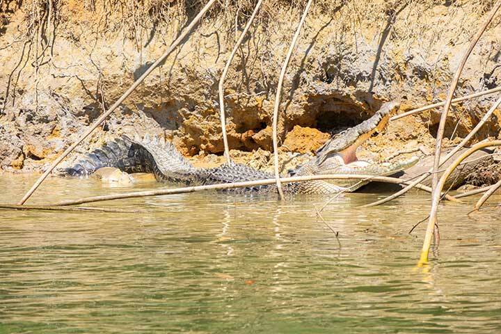 Crocodile Express Daintree River Cruises