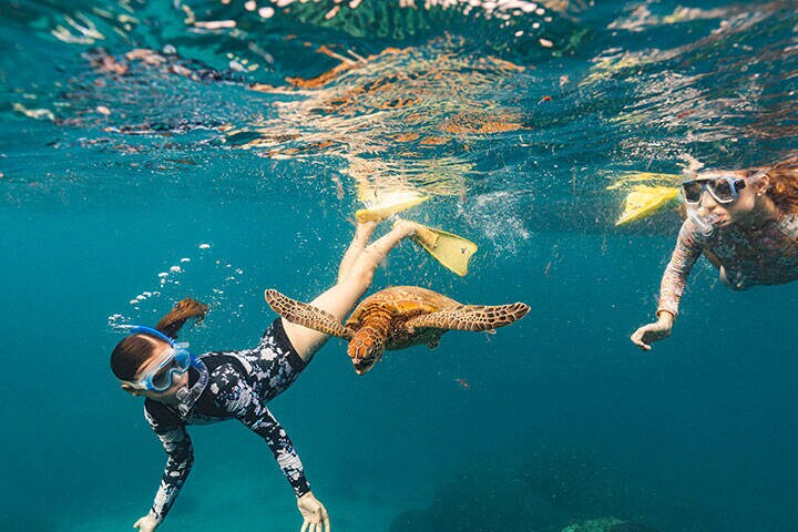 Kids snorkelling with a turtle in Heron Island in the Southern Great Barrier Reef