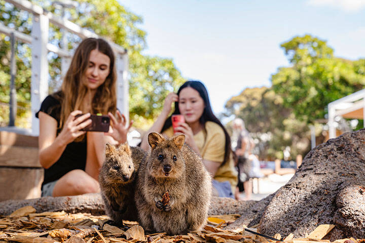 Families taking pictures of Quokkas on Rottnest Island, WA