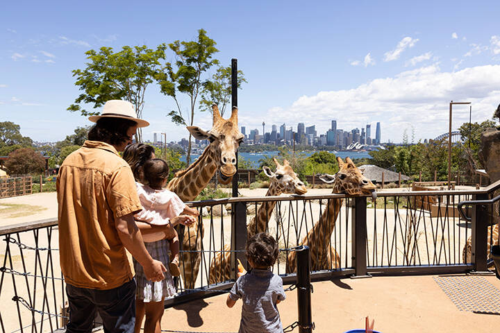 Family enjoying a giraffe encounter at Taronga Zoo in Mosman, Sydney, with the harbour and city skyline in the background